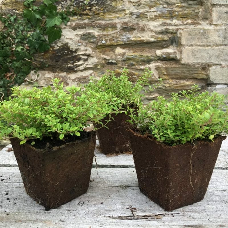 Roots Plants 3 Organic Thyme Plants Roots Plants 3 Organic Thyme Plants