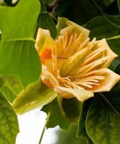 Roots Plants Fastigiate Tulip Tree | Liriodendron Tulipifera Trees & Shrubs