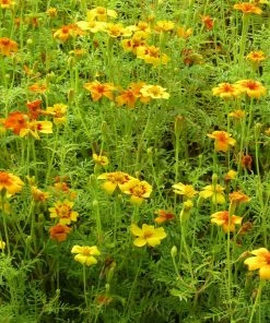 Roots Plants Small Organic Veg Companion Plant Pack Companion Plants