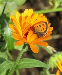 Roots Plants Large Organic Veg Companion Plant Pack