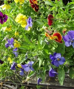 Roots Plants Organic Edible Flower Pack | 40 Plants All Vegetable Plants