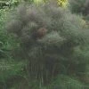 Roots Plants 3 Organic Bronze Fennel Plants