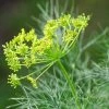 Roots Plants 3 Organic Fernleaf Dill Plants Herbs