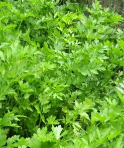 Roots Plants 3 Organic Flat Leaf Parsley Plants Herbs