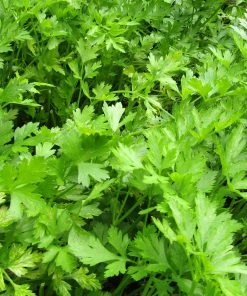 Roots Plants 3 Organic Flat Leaf Parsley Plants Herbs