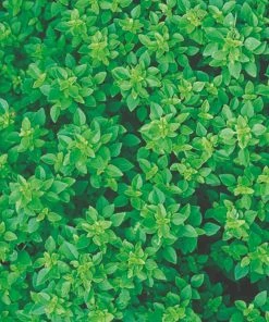 Roots Plants 3 Organic Greek Basil Plants Herbs