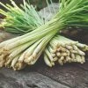 Roots Plants Herbs 3 Organic Lemon Grass Plants
