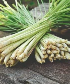 Roots Plants Herbs 3 Organic Lemon Grass Plants