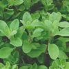 Roots Plants 3 Organic Marjoram Plants Herbs 1 Roots Plants 3 Organic Marjoram Plants Herbs