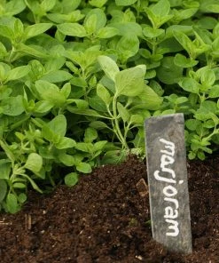 Roots Plants 3 Organic Marjoram Plants Herbs