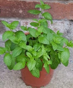 Roots Plants All Vegetable Plants 12 Organic Indoor Herb Plants