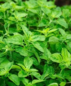 Roots Plants All Vegetable Plants 12 Organic Italian Herbs Plants