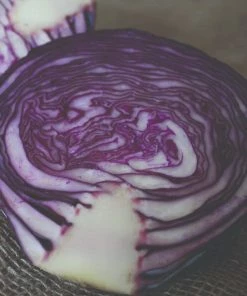 Roots Plants 10 Organic 'Red Drumhead' Red Cabbage Plants