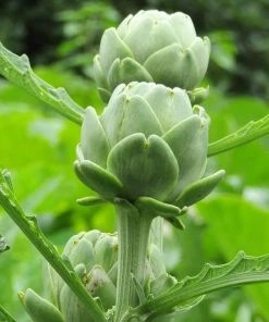 Roots Plants Brassicas & Leafy Greens 5 Organic 'Green Globe' Artichokes Plants