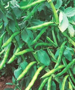 Roots Plants 10 Organic 'Aquadulce Claudia' Broad Bean Plants Peas & Beans