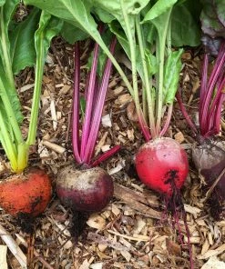 Roots Plants 30 Mixed Organic Beetroot Plants 4 Roots Plants 30 Mixed Organic Beetroot Plants