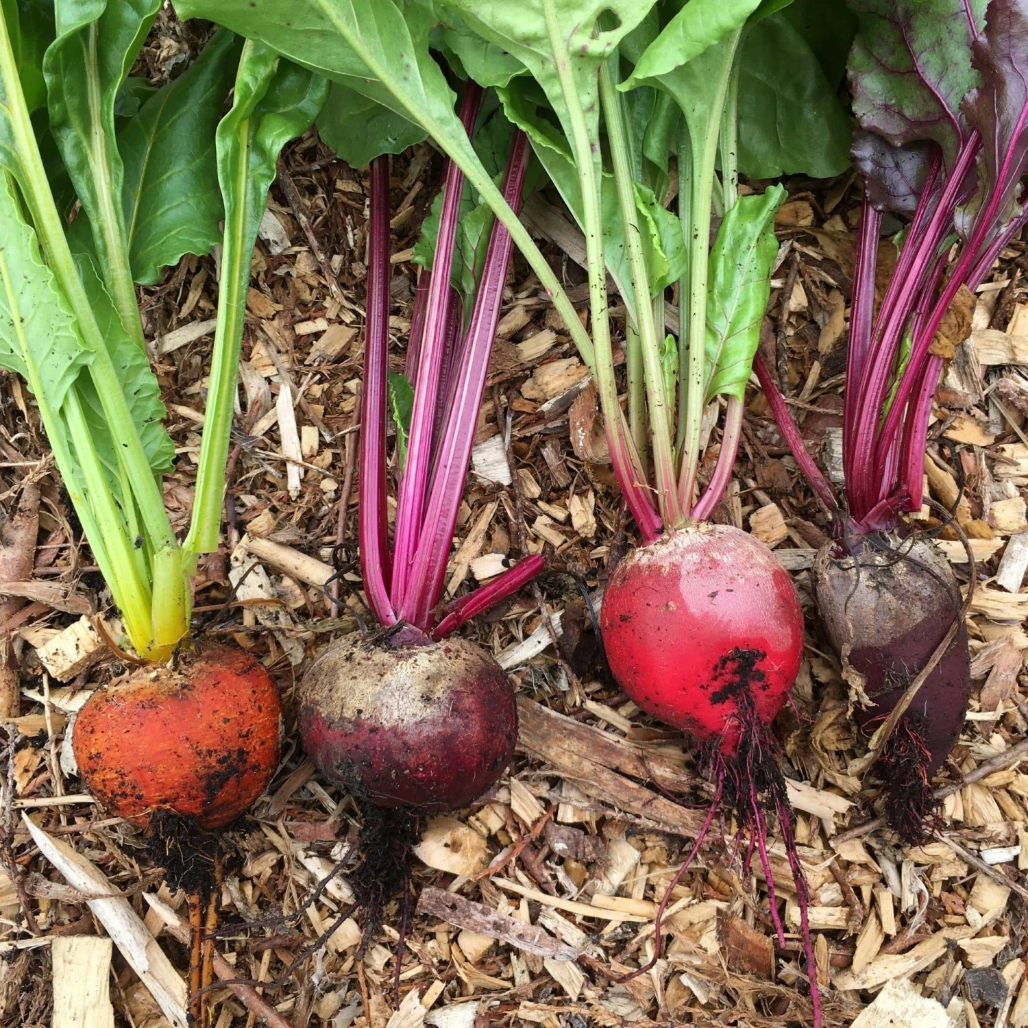 Roots Plants 30 Mixed Organic Beetroot Plants Roots Plants 30 Mixed Organic Beetroot Plants