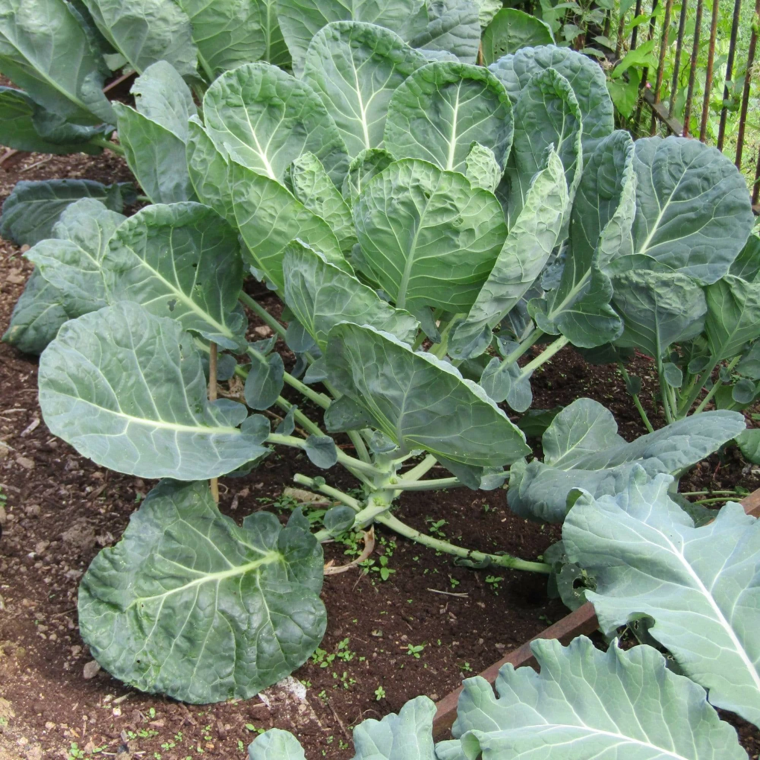 Roots Plants Brassicas & Leafy Greens 10 Organic 'Evesham Special' Brussels Sprouts Plants Roots Plants Brassicas & Leafy Greens 10 Organic 'Evesham Special' Brussels Sprouts Plants