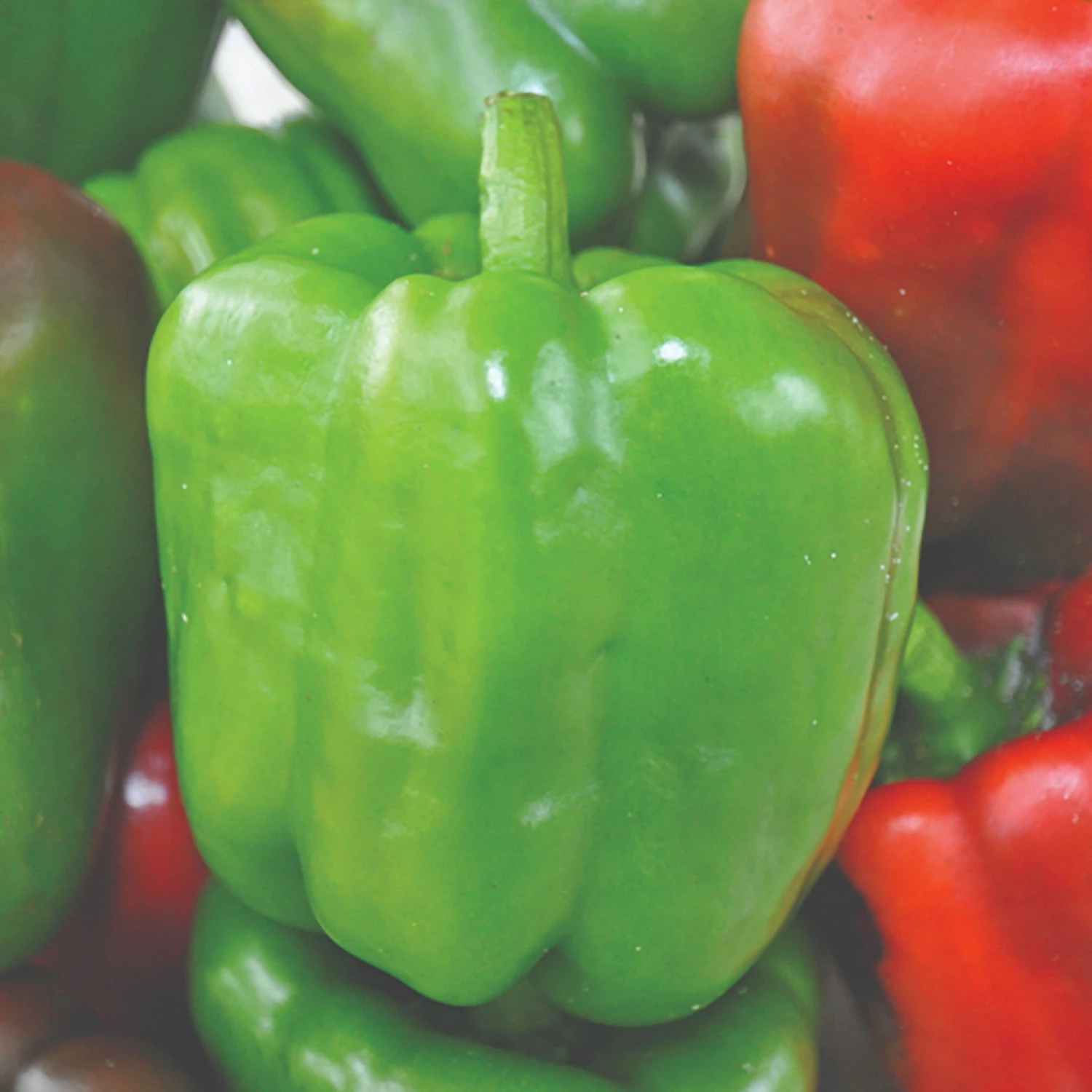 Roots Plants 3 Organic 'Californian Wonder' Sweet Pepper Plants Roots Plants 3 Organic 'Californian Wonder' Sweet Pepper Plants