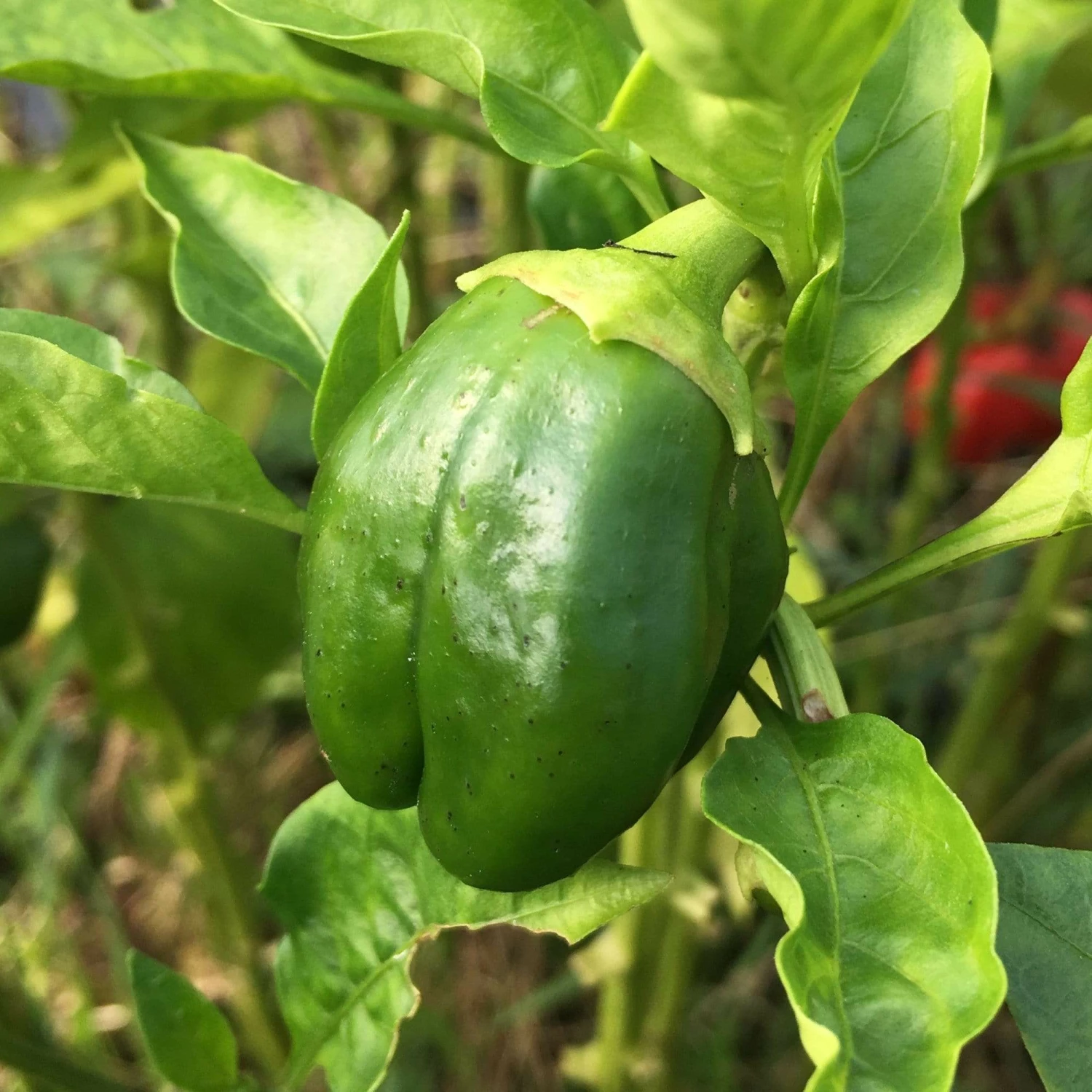 Roots Plants 3 Organic 'Californian Wonder' Sweet Pepper Plants Roots Plants 3 Organic 'Californian Wonder' Sweet Pepper Plants