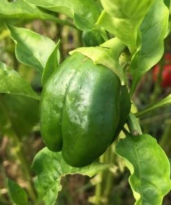 Roots Plants 6 Best Pepper Plants Collection | Growers Choice Chillies & Sweet Peppers