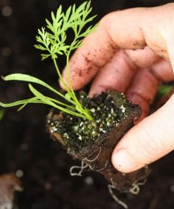 Roots Plants 58 Colourful Vegetable Plants | Eat The Rainbow All Vegetable Plants