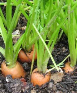 Roots Plants 58 Colourful Vegetable Plants | Eat The Rainbow All Vegetable Plants
