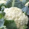 Roots Plants 10 Organic All Year Round Cauliflower Plants Brassicas & Leafy Greens
