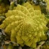 Roots Plants Brassicas & Leafy Greens 10 Organic 'Romanesco' Cauliflower Plants 2 Roots Plants Brassicas & Leafy Greens 10 Organic 'Romanesco' Cauliflower Plants