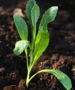 Roots Plants Brassicas & Leafy Greens 10 Organic 'Nero Di Toscana' Kale Plants