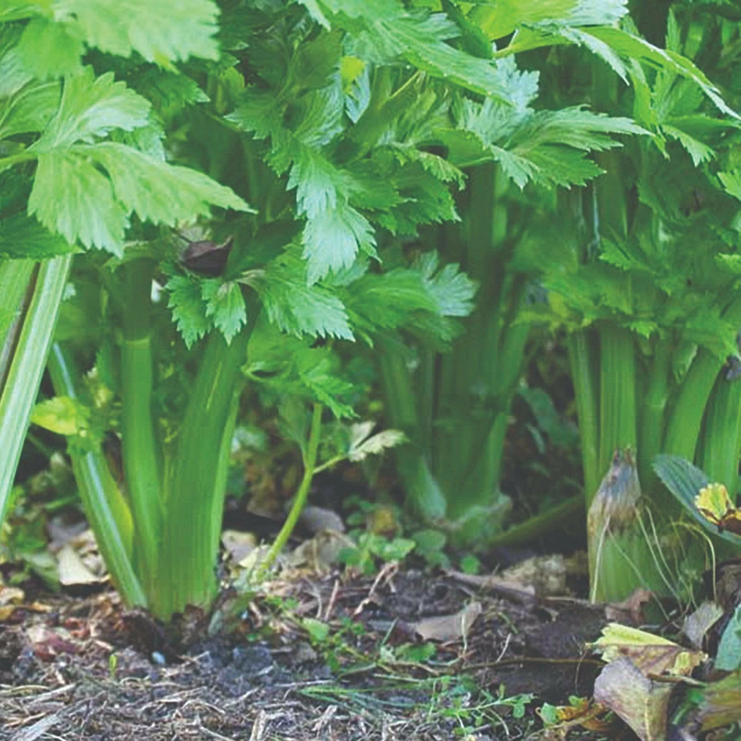 Roots Plants 10 Organic 'Green Utah' Celery Plants Roots Plants 10 Organic 'Green Utah' Celery Plants