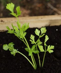 Roots Plants 10 Organic 'Green Utah' Celery Plants 4 Roots Plants 10 Organic 'Green Utah' Celery Plants