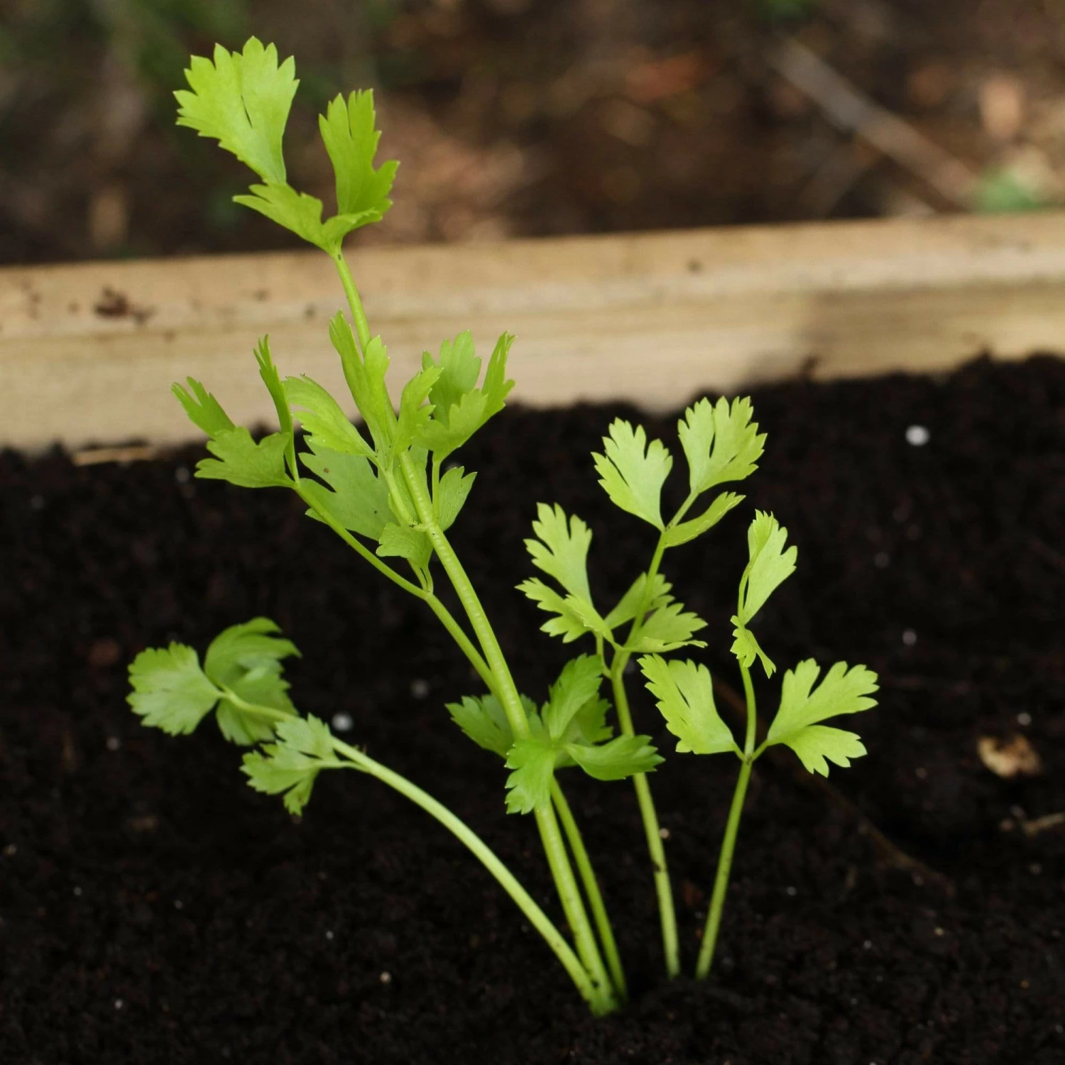 Roots Plants 10 Organic 'Green Utah' Celery Plants Roots Plants 10 Organic 'Green Utah' Celery Plants