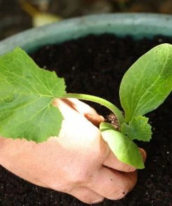 Roots Plants All Vegetable Plants 38 Easy To Grow Vegetable Plants | Ideal For Beginners