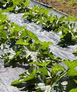 Roots Plants Courgettes 3 Organic 'Tromboncino Albenga' Courgette Plants