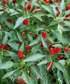 Roots Plants 3 Organic 'Birds Eye' Chilli Plants Chillies & Sweet Peppers