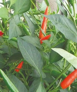 Roots Plants 3 Organic 'Birds Eye' Chilli Plants Chillies & Sweet Peppers