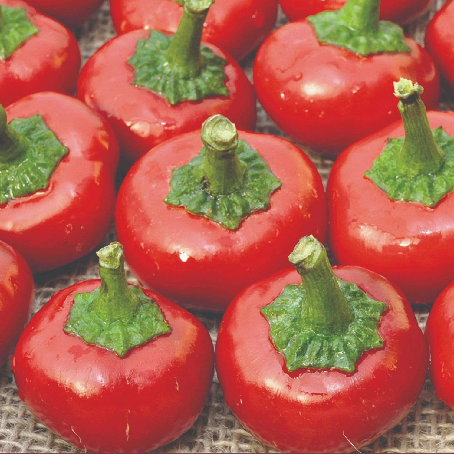Roots Plants 3 Organic 'Cherry Bomb' Chilli Plants Chillies & Sweet Peppers Roots Plants 3 Organic 'Cherry Bomb' Chilli Plants Chillies & Sweet Peppers