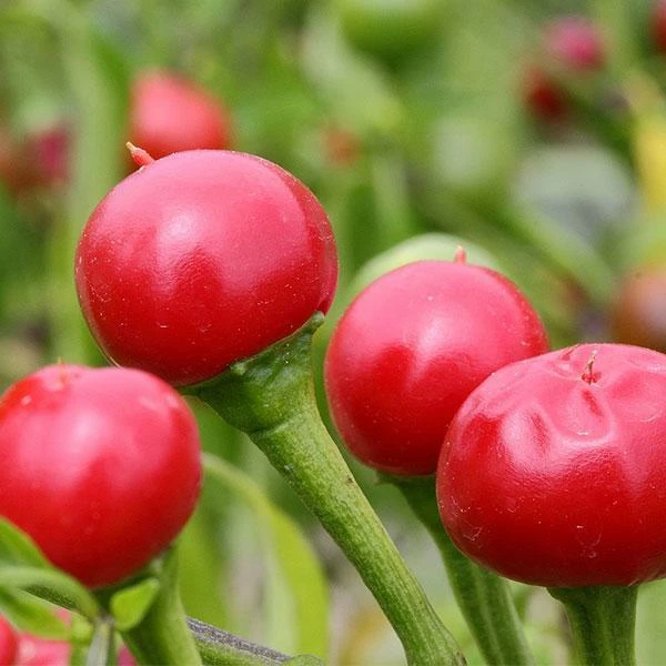 Roots Plants 3 Organic 'Cherry Bomb' Chilli Plants Chillies & Sweet Peppers Roots Plants 3 Organic 'Cherry Bomb' Chilli Plants Chillies & Sweet Peppers