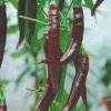 Roots Plants 3 Organic 'Cayenne Long Slim' Chilli Plants 1 Roots Plants 3 Organic 'Cayenne Long Slim' Chilli Plants