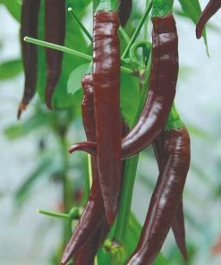 Roots Plants 3 Organic 'Cayenne Long Slim' Chilli Plants