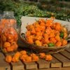 Roots Plants Chillies & Sweet Peppers 3 Organic 'Orange Habanero' Chilli Plants 2 Roots Plants Chillies & Sweet Peppers 3 Organic 'Orange Habanero' Chilli Plants