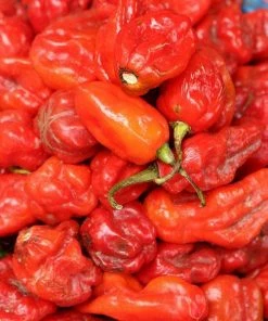 Roots Plants 3 Organic 'Scotch Bonnet Red' Chilli Plants