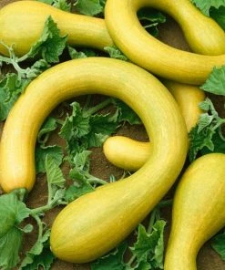 Roots Plants 12 Organic Colourful Courgette Collection Courgette Plants Courgettes