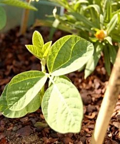 Roots Plants 10 Organic Edamame Bean Plants Peas & Beans