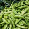 Roots Plants 10 Organic Edamame Bean Plants Peas & Beans