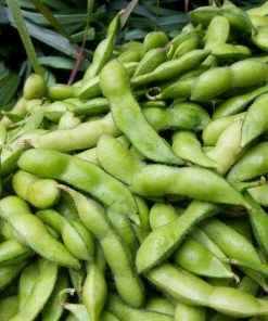 Roots Plants 10 Organic Edamame Bean Plants Peas & Beans