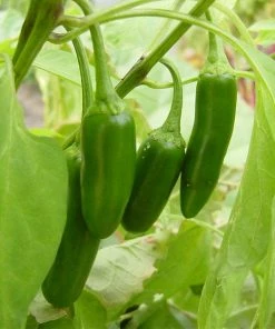 Roots Plants 41 Vegetables Plants For Pots | Tomatoes, Peppers & More