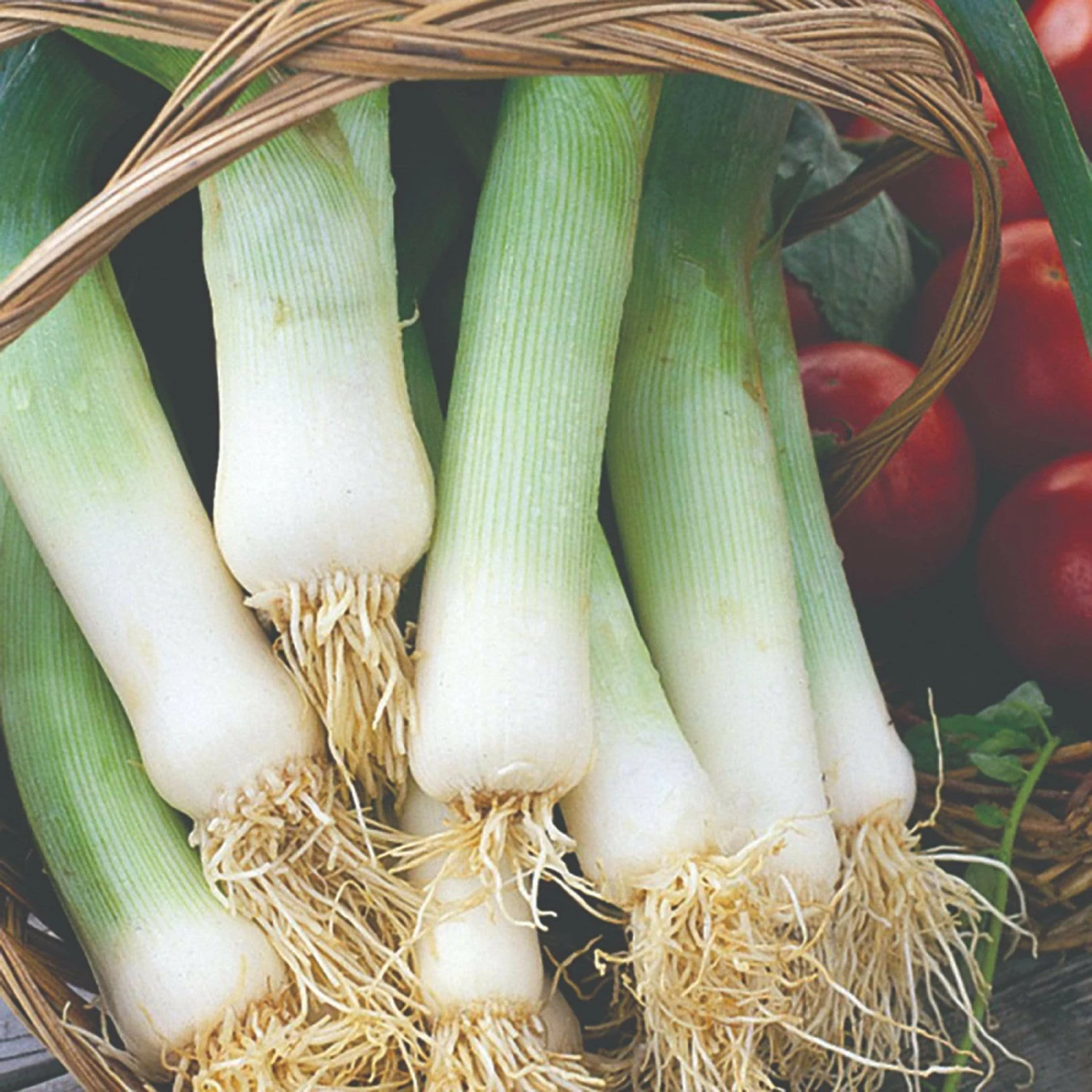 Roots Plants 20 Organic 'Musselborough' Leek Plants All Vegetable Plants Roots Plants 20 Organic 'Musselborough' Leek Plants All Vegetable Plants