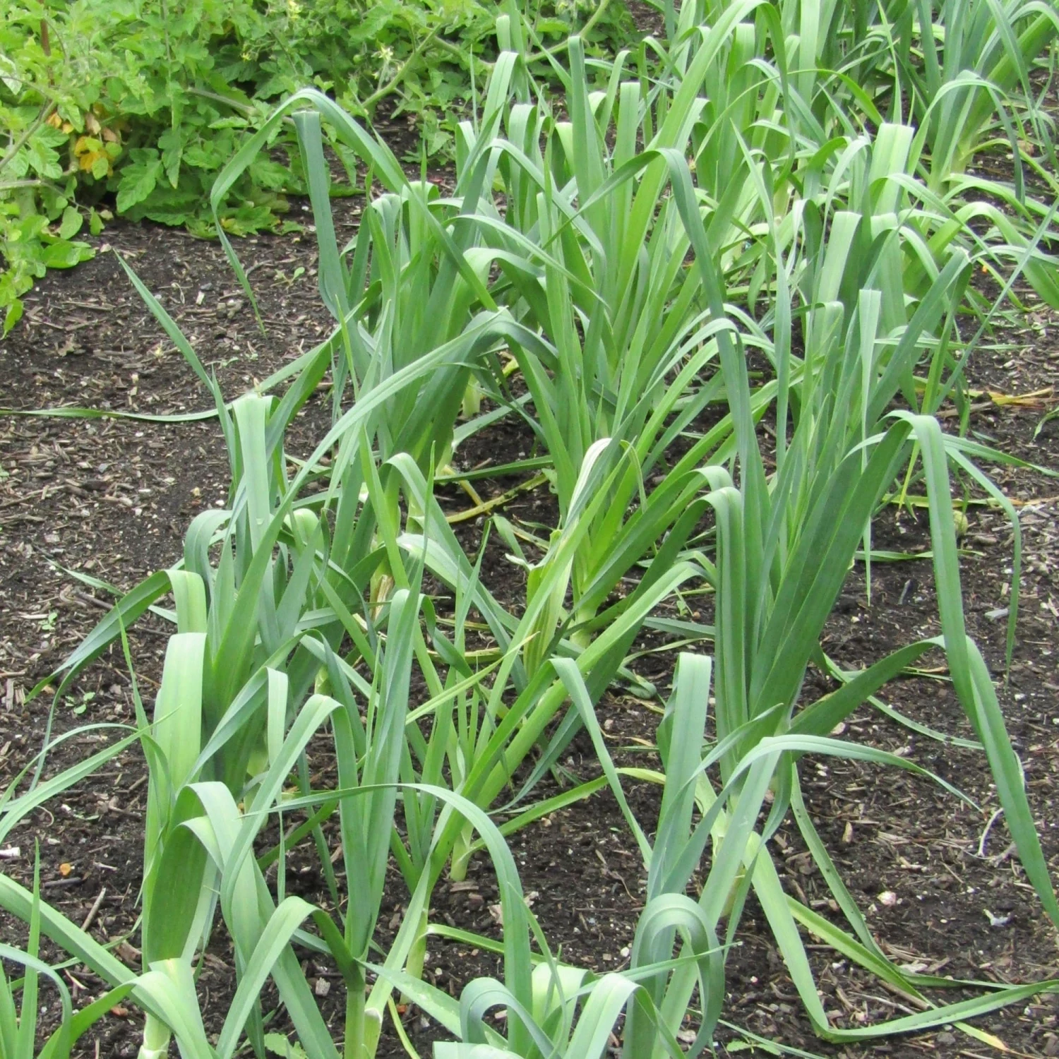 Roots Plants 20 Organic 'Musselborough' Leek Plants All Vegetable Plants Roots Plants 20 Organic 'Musselborough' Leek Plants All Vegetable Plants